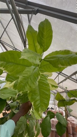 Variegated eureka lemon Feb 26 update #lemonfruit #growinglemons #pinklemon #eurekalemon #pinkfruit