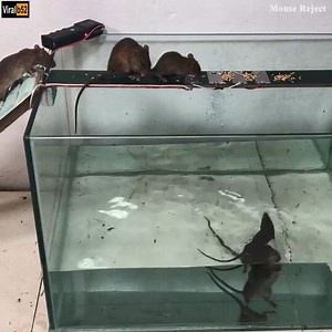 Electric Mouse Trap/How to make a Electric Mouse Rat Trap Effective With Battery 12V/Mouse Reject Credit: Mouse Reject - youtu. be/o2qGFzHTsdg | Goldart Auction & Investment House