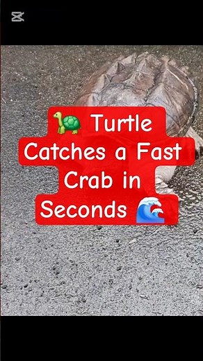 Turtle🐢 Catches a Fast Crab in Seconds 🌊 #wildlife#oceanlife