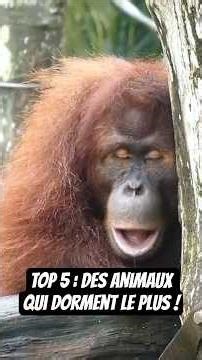 TOP 5 : Des animaux qui dorment le plus sur la planète ! 🌍 #animaux #koala #python #animal #sommeil