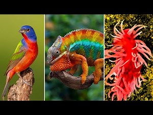 15 Animals with Color Patterns So Unique They Look Painted