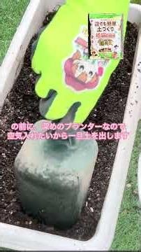 【ダイソーの種を超カルスnc-rの再生土で育て、収穫後また再生して今度は花植えます】