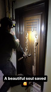 785K views · 9.6K reactions | Last nights Rescue 殺 @tom_sn_btc and the team saved this precious soul last night and We can’t wait for her to be reunited with her mum today! We have two more ground team members arriving this afternoon allowing us to cover more ground and 爛 save more lives. If you can support us please do as every little helps and ultimately means more lives saved! Links in bio | Breaking The Chains | Facebook