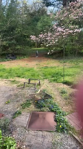 English Setter Hunting Skills: Birds and Small Mammals