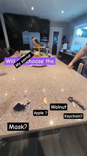 game time with Nibbler 🦜#pets #tricks #parrotplaytime