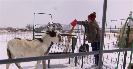 Cascade County couple enjoys operating a "hobby ranch"