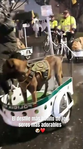 Cuando desfilan los perritos más adorables 🐶❤️ #viralvideo #cute #dog #perros