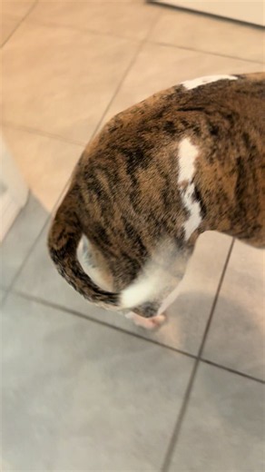 #brindle #pitbull #dance #happytail #dog