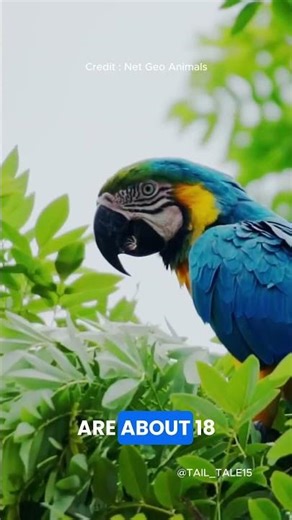 macaws colorful giants of the sky