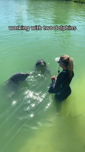 Working two dolphins vs working one dolphin #dolphin #dolphinconnection #dolphinencounter #dolphinexperience #dolphindiscovery #marinemammaltrainer #dolphintrainer #fyp #floridakeys #marinemammal #fypシ #foryou #foryoupage #viral #trending #education