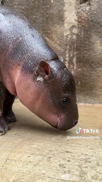 Jellybean the Hippo's Heartwarming Song Released