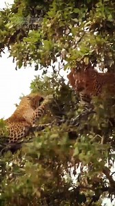 Fierce Fight of 2 Leopards in a Tree! .:: Sound Of Safari. Leopards 🐆 The Maxim's male reasserts his dominance over the Island female. #animals #leopard #wildlifephotography #safari4k | Roy Zever