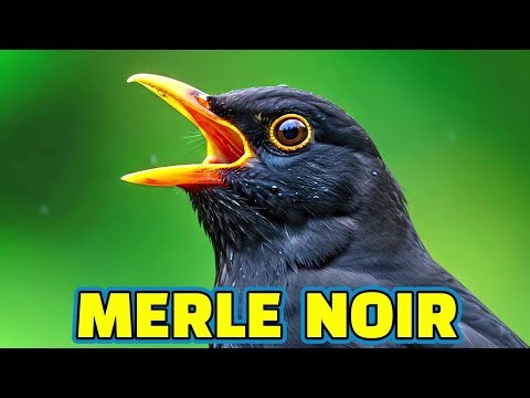 Chant du Merle Noir 🌞 Merle noir, bel oiseau de nos villes et campagnes ▶️4K