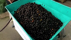 1.9K views · 37 reactions | Coffee Pulping & Huller machine available SKT_Barhabise 9849349173 | SKT Barhabise | Facebook