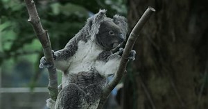 Koala Bear Taipei Zoo Close-up Stock Footage Video (100% Royalty-free) 1106117471 | Shutterstock