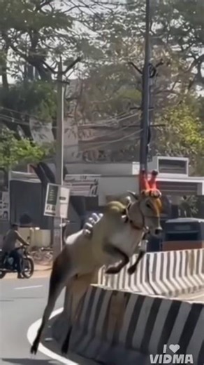 #today special #eruthukattu thiruvila ❤️‍🔥#youtubeshorts #trending #ytshorts ✨