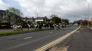 The horses are taking back the roads 😂 | DRIVETRIBE