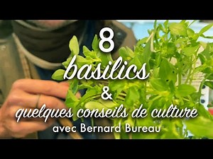 8 basilics différents et les conseils de culture
