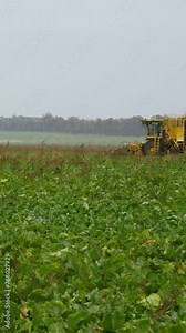 Sugar beet harvester in progress on farm field. Agricultural machine. Fresh farm produce and time to harvest. Nature organic food