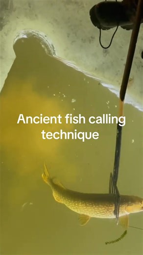431K views · 3K reactions | Ancient fish calling technique. #survival #fishing #ancient #Outdoors | Caught Outdoors | Facebook