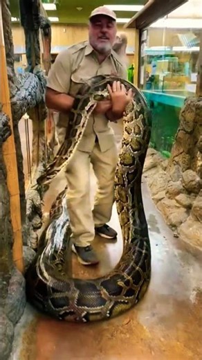 small To Big Anaconda Snake AMAZING TRANSFORMATIONS 🐉😱