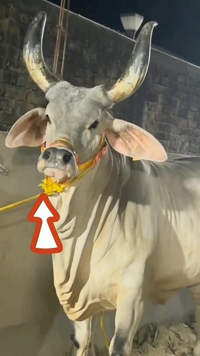 WildTails TV on TikTok