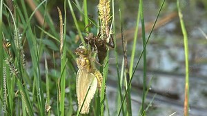 Birth insect dragonfly. An adult dragonfly has just emerged from its larval skin and is waiting for the wings to expand and dry. Third instar. Macro. Timelapse of metamorphosis
