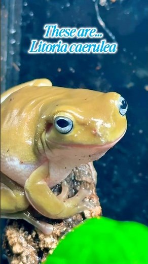 Blue eyed whites tree frogs 🐸💙 #amphibians #frogs #blueeyes #fyp #beautiful #shortsfeed #uk #blue