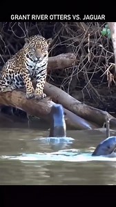 79K views · 671 reactions | Jaguar VS Otters! They call them “river...