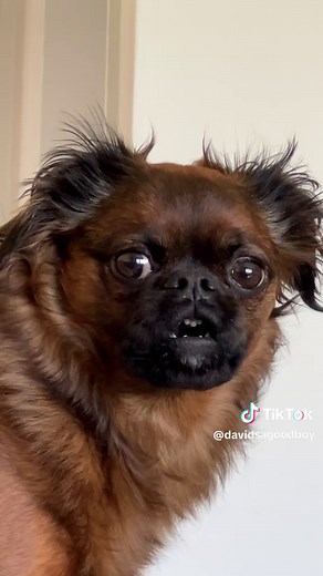Brussels Griffon: Hilarious Dog Moments in TikTok