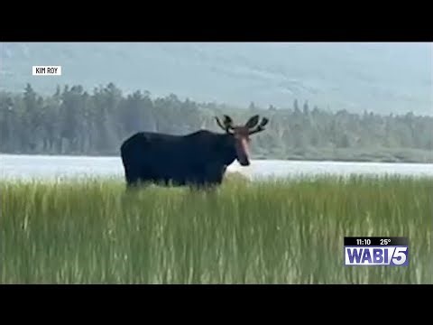 Possible changes coming to moose-hunting season in Greenville