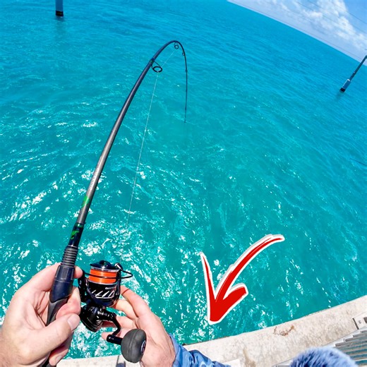 21K views · 594 reactions | Florida Keys Bridge Fishing Is INSANE! | The Lawless Tide | Facebook