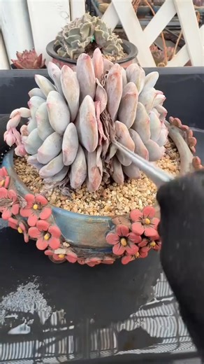 611.Indulge in an ASMR Experience! Listen to the Relaxing Soundtrack of Pulling Dead Leaves off Succulents and Let Your Stress Melt Away #SucculentASMR #ASMRRelaxation #DeadLeafRemoval #PlantCareASMR #Hea | Oliver Bryant