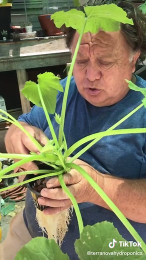 #foryoupage #foryou #fyp #xyzbca #zyxcba #hydroponics #hydroponic #garden #hydroponicsystem #seeds #gardener #entrepreneur #plants #plantlife