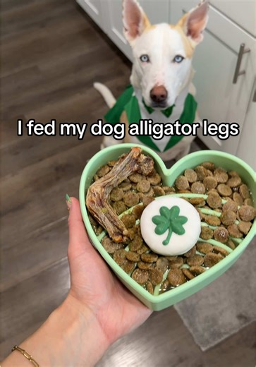 Feeding My Dog Alligator Legs for the First Time
