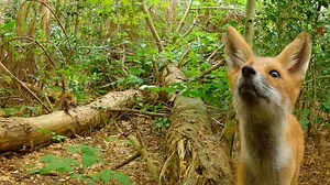 Hidden forest camera captures a curious fox