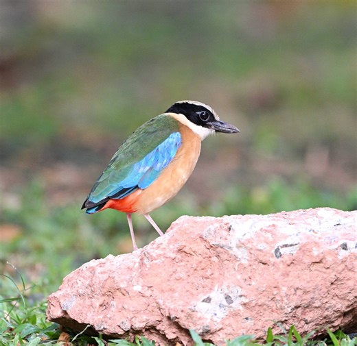Bird Sightings | Pitta: Blue-winged vs Western Hooded.. | Facebook