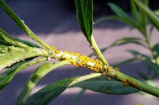 Monarch Eggs or Aphids? How to Tell the Difference