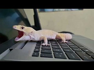 Cute Yawning of Leopard Gecko