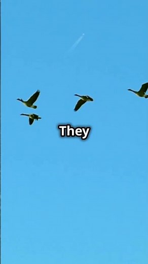 Amazing Canada Goose Facts You Didn't Know! 🦆🍁 #wildlife #animals #canada #goose