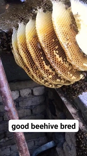 8.8K views · 79 reactions | A good beehive bred in the forest is now fruitful #beesonthefarm #honey #beehoney #fbreels2024 #bee2024 | Beehub Reely | Facebook