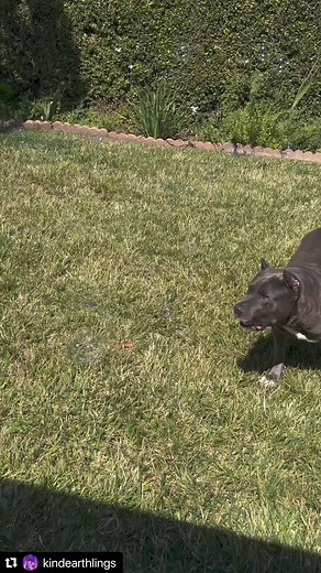 3.9K views · 217 reactions | Please enjoy an inherently good farting hippo chasing bubbles by the name of Wednesday. 﫧﫧We love her so much❣️#Repost @kindearthlings with @use.repost・・・Sweet, amazing Wednesday loves to chase those (non-toxic) bubbles 﫧﫧﫧 @standupforpitsfoundation #rescuedismyfavoritebreed #wednesday #pitbullsrock #inherentlygood #adoptdontshop | Stand Up For Pits Foundation, Inc | Facebook