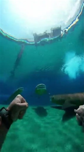 Waterslide into pool full of giant fish #funny #memesSave