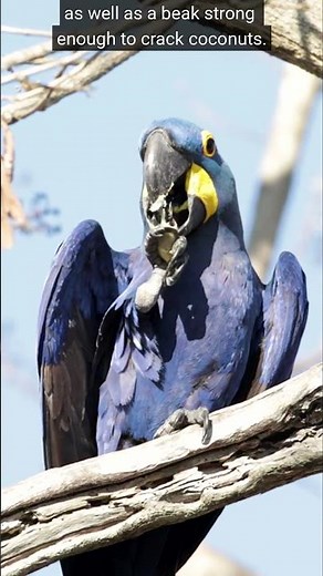 This is the largest parrot in the world