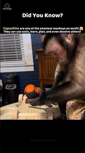 Capuchin Monkey’s Genius Will Shock You! 🧠😱#capuchinmonkey #animalfacts #smartanimals