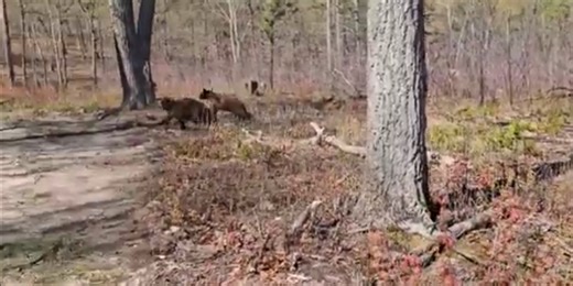 See it: Virginia black bears released back into wild after rehabilitation