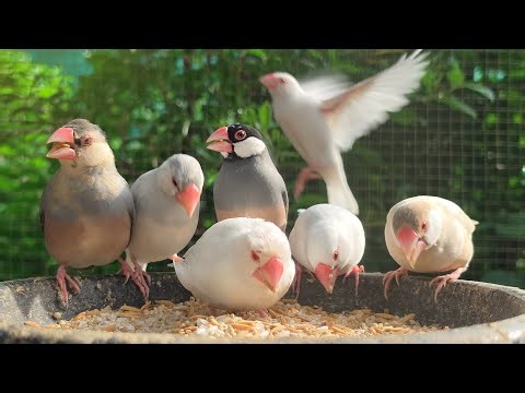 Cute java sparrows singing sounds; Java sparrows sounds for lonely bird to sing sweet songs follow.