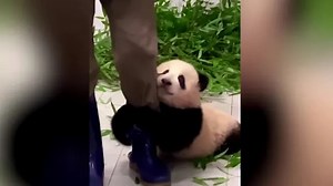 Baby panda won't let go of zookeeper