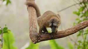 Angry and scared Brown lemur in Madagascar forest, displaying intense emotions in its natural habitat. Lemur's behaviour and environment amidst the lush greenery. (4K) Stock Video