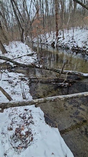 Body grip trap MB1216 Beaver set